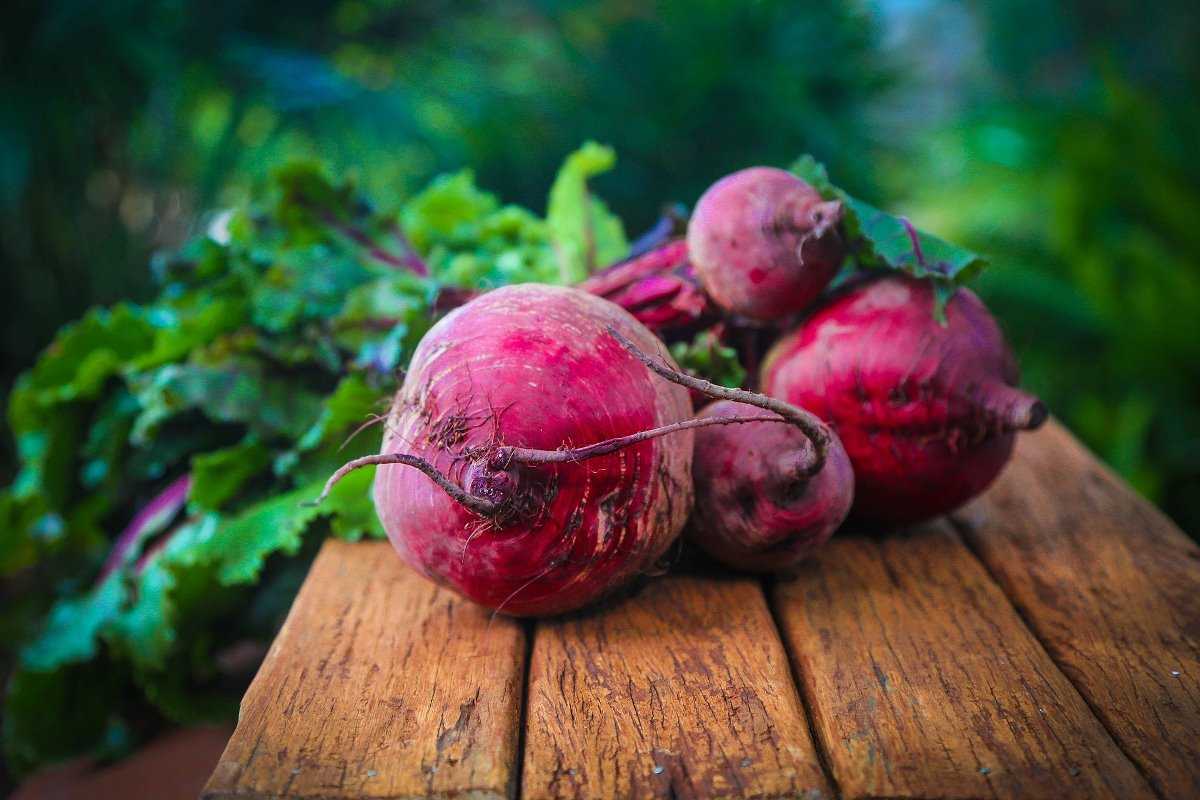Harvested Beets