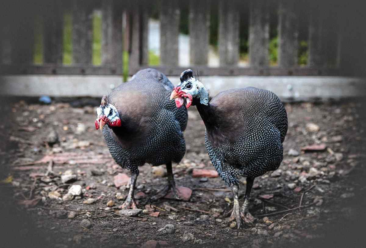 Questions about Guinea Fowl Farming