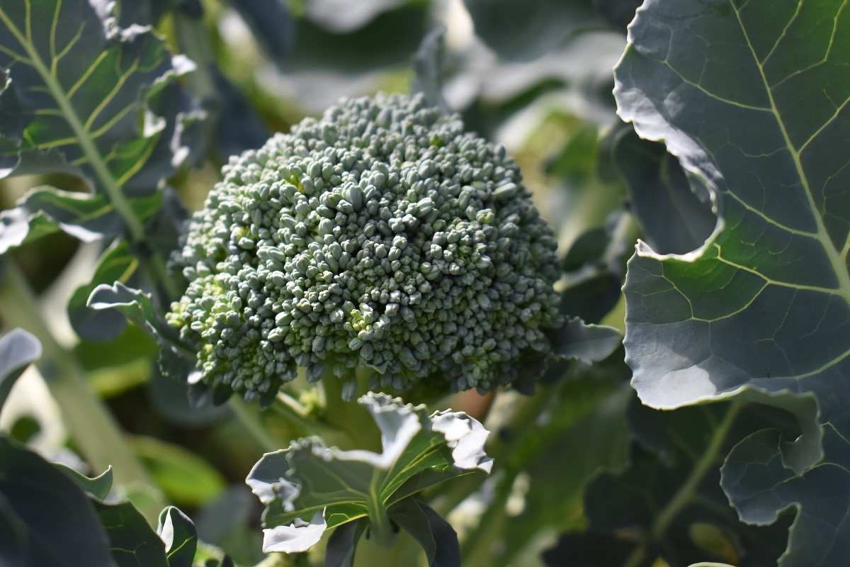 Conditions Required for Growing Broccoli