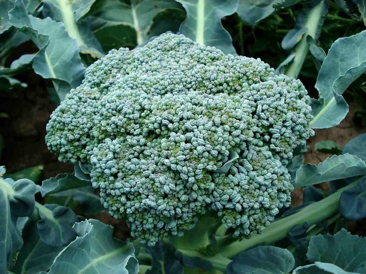 
Guide to Growing Broccoli 