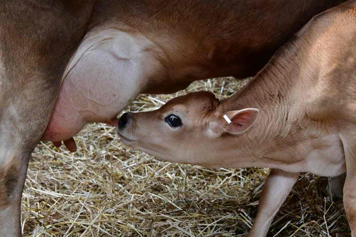 Dairy Farming in Kerala