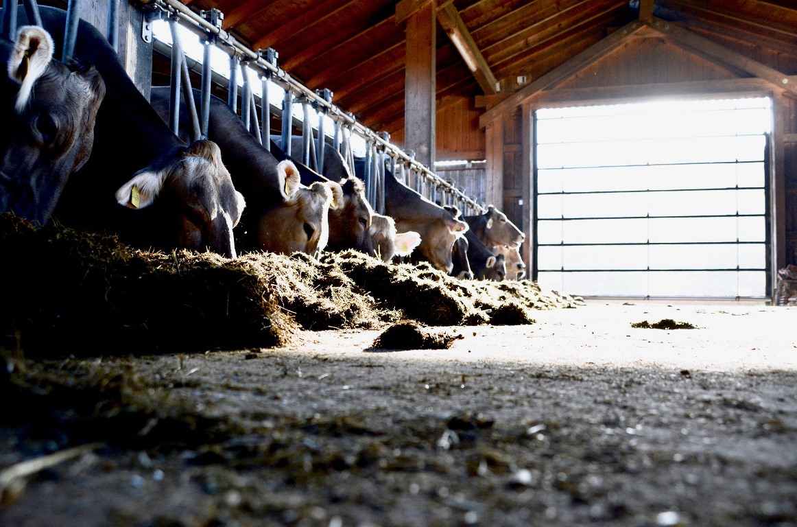 Tips for Feeding Dairy Cattle 