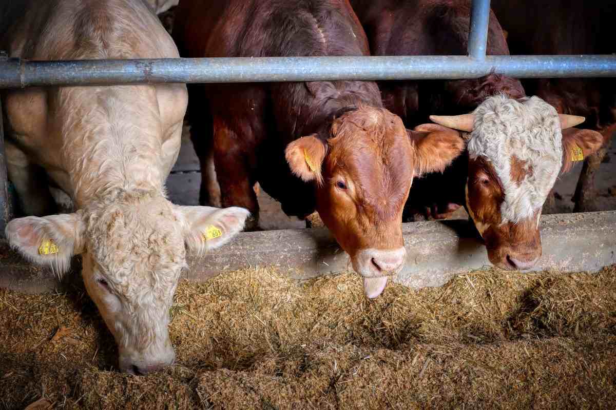 Cattle Feed Business Plan