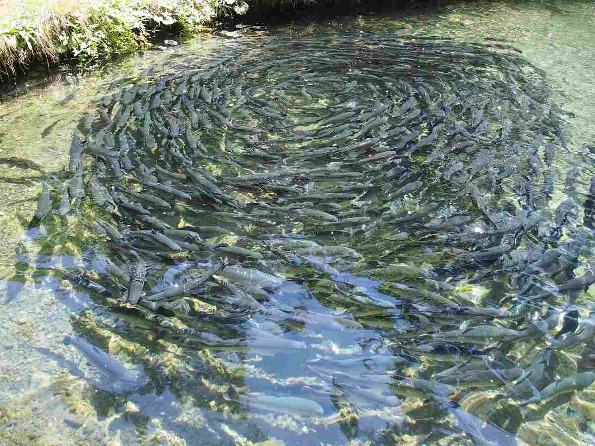 Benefits of Commercial Fish Farming In Kenya