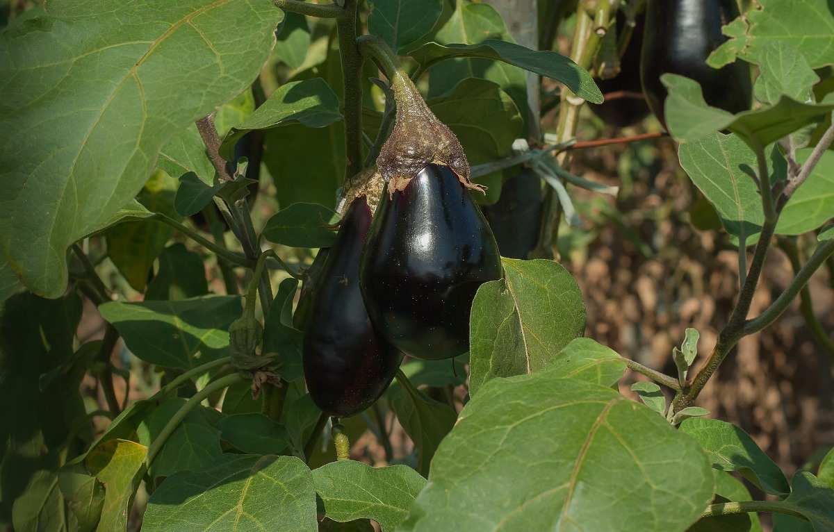 Guide for Growing Eggplant 