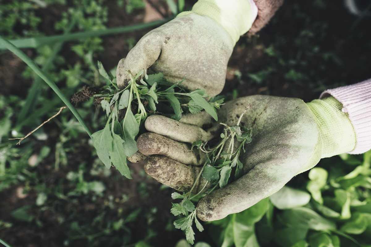 A Step-by-Step Guide to Weed Management In Organic Farming