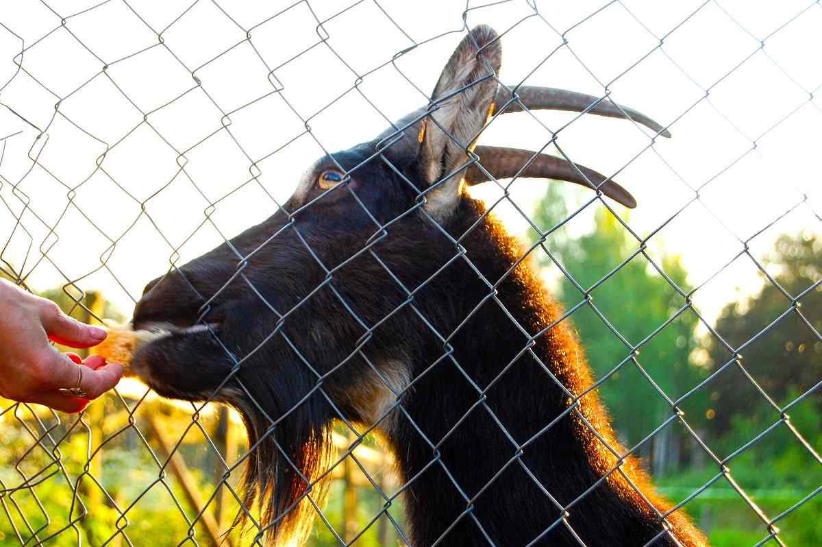 Considerations before Building a Goat Fence