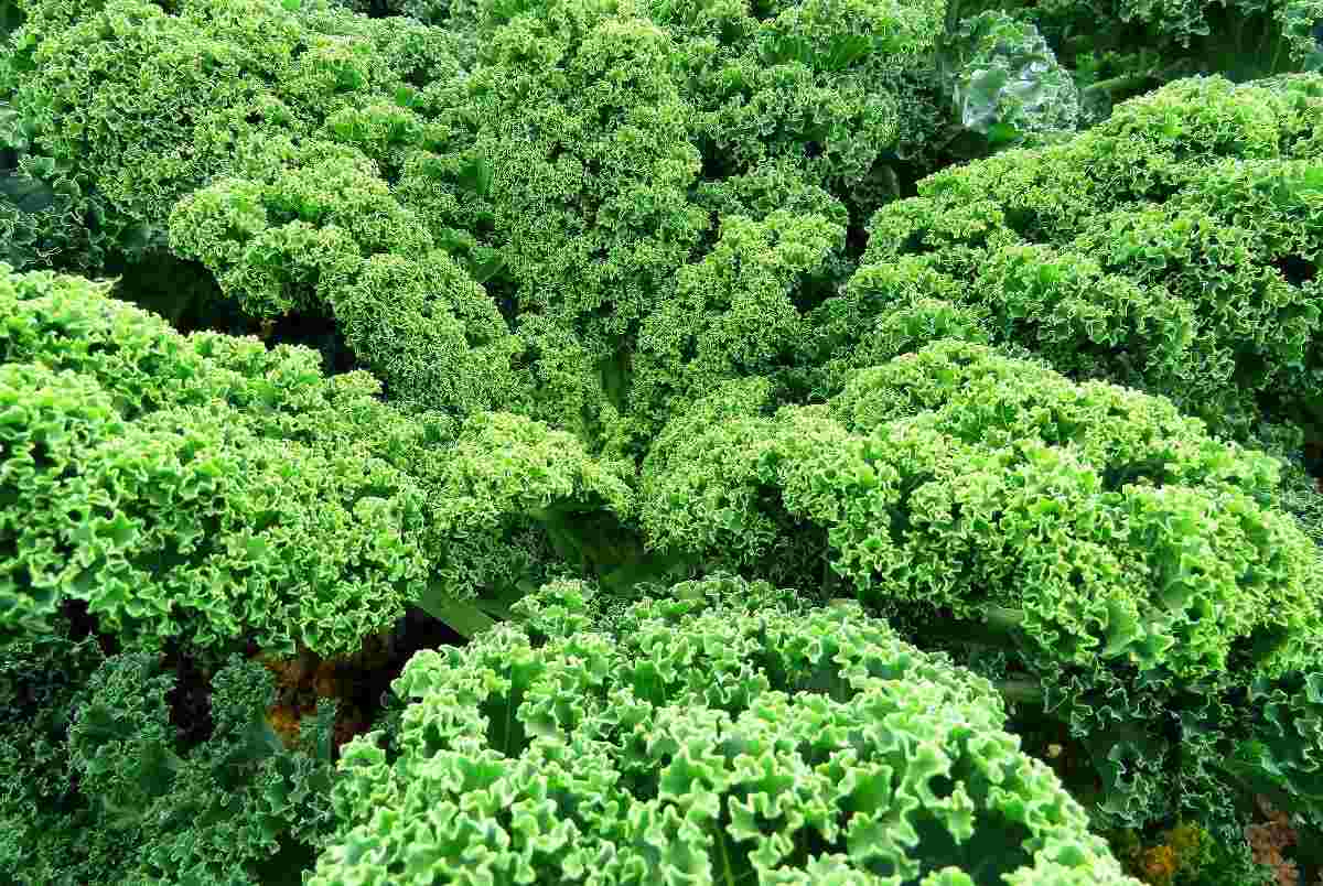  Planting Guide to Growing Organic Kale