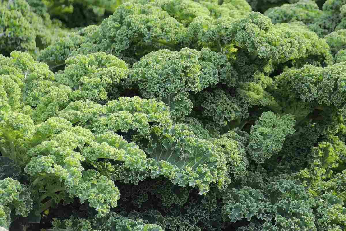 Tips for Growing Organic Kale