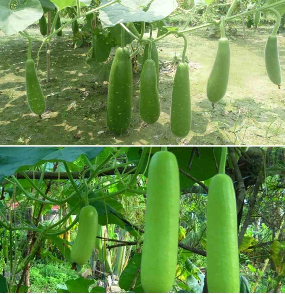 Growing Organic Bottle Gourd