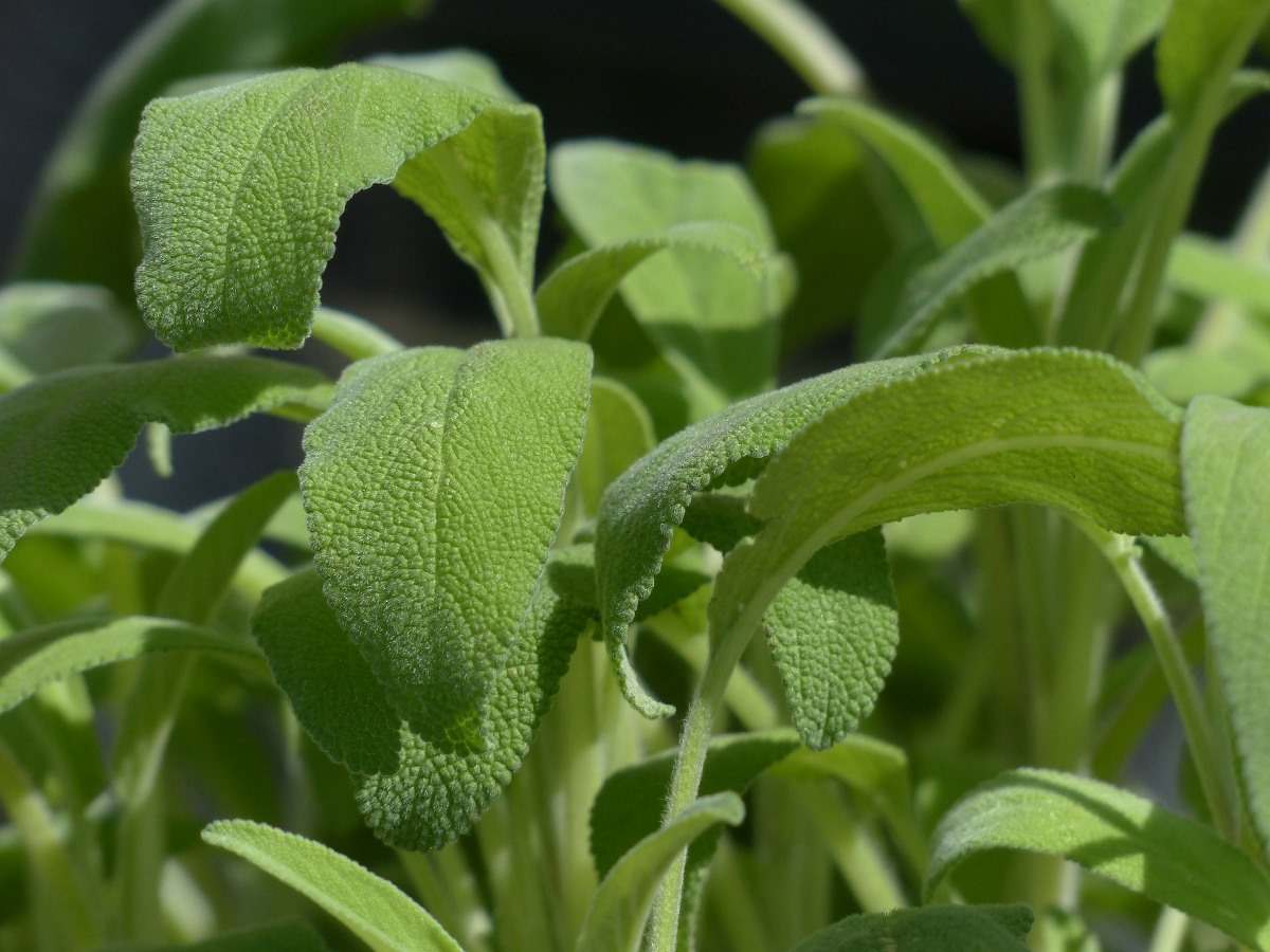 Growing Sage in India
