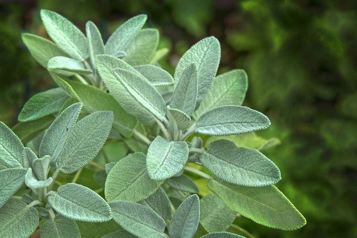 Instructions for Growing Sage in India