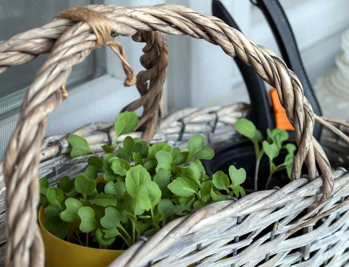 Requirements for Small Apartment Balcony Gardening