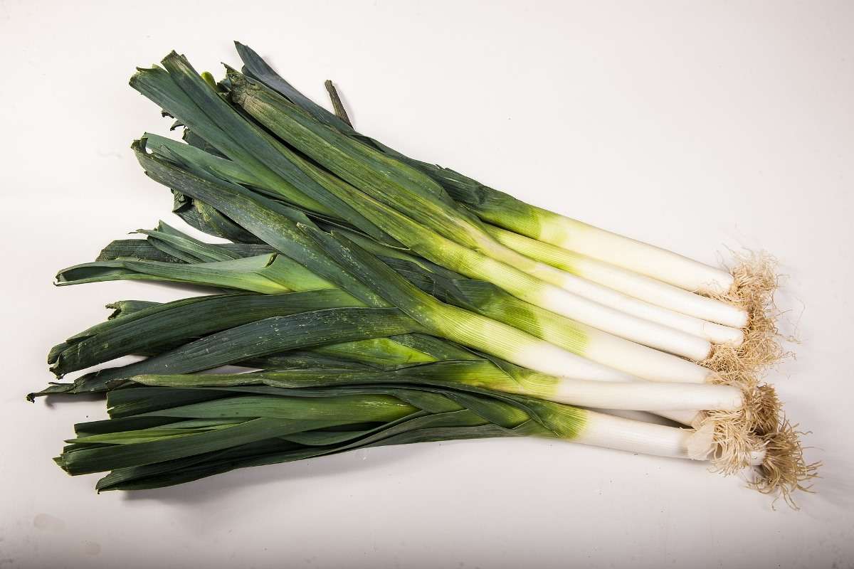 Conditions for Growing Leeks Hydroponically
