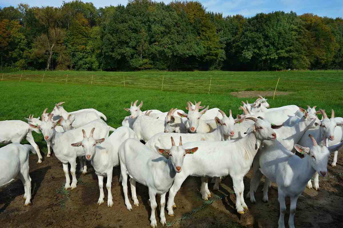 Livestock Farming Tips