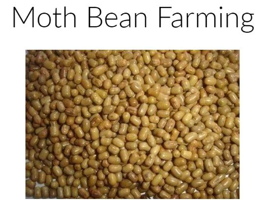 The Yield of Moth Bean