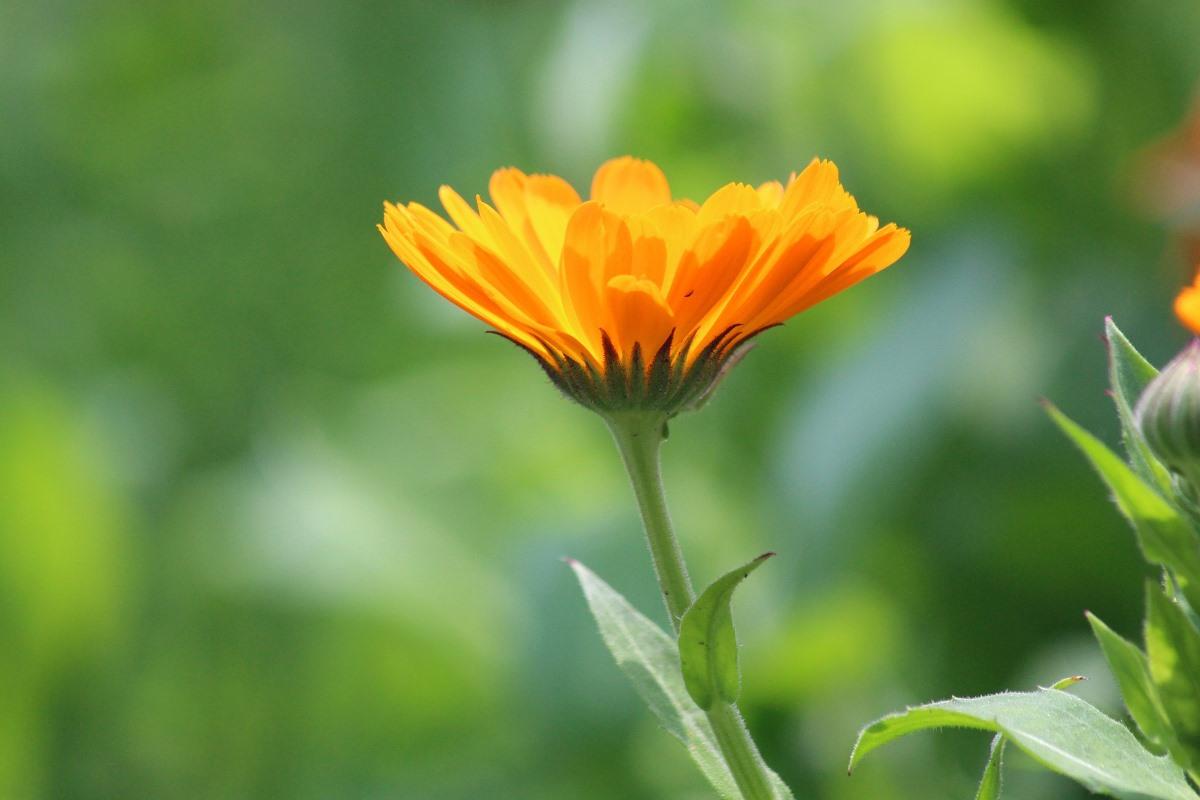 Tips for Growing Calendula from Seed 