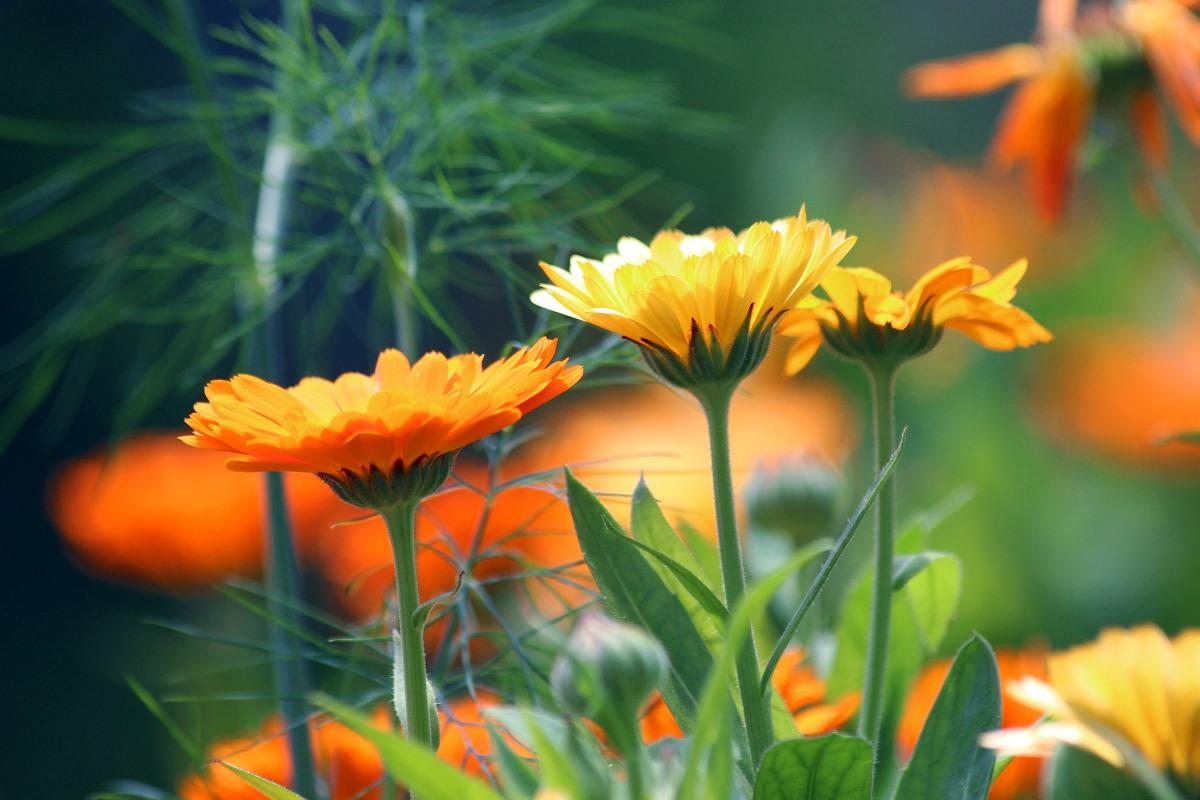 Planting for Growing Calendula From Seed
