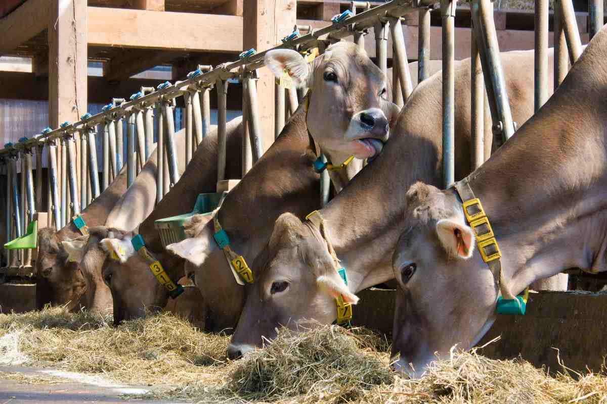 Feeding Requirement for Dairy