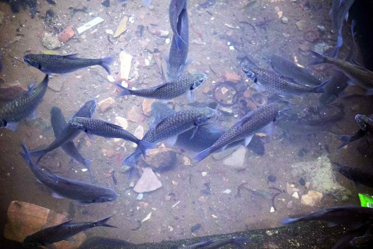 Guide to Aquaculture In Bangladesh 