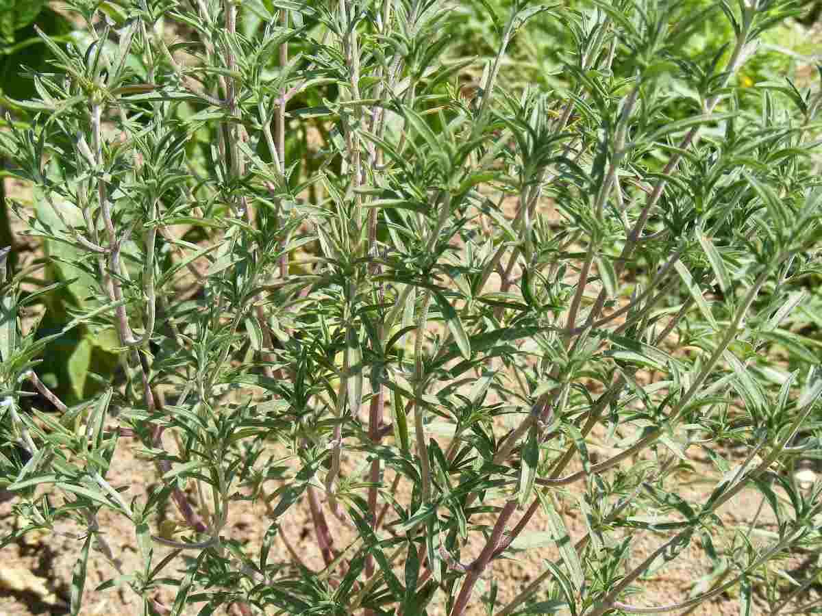 Guide to Growing Organic Thyme