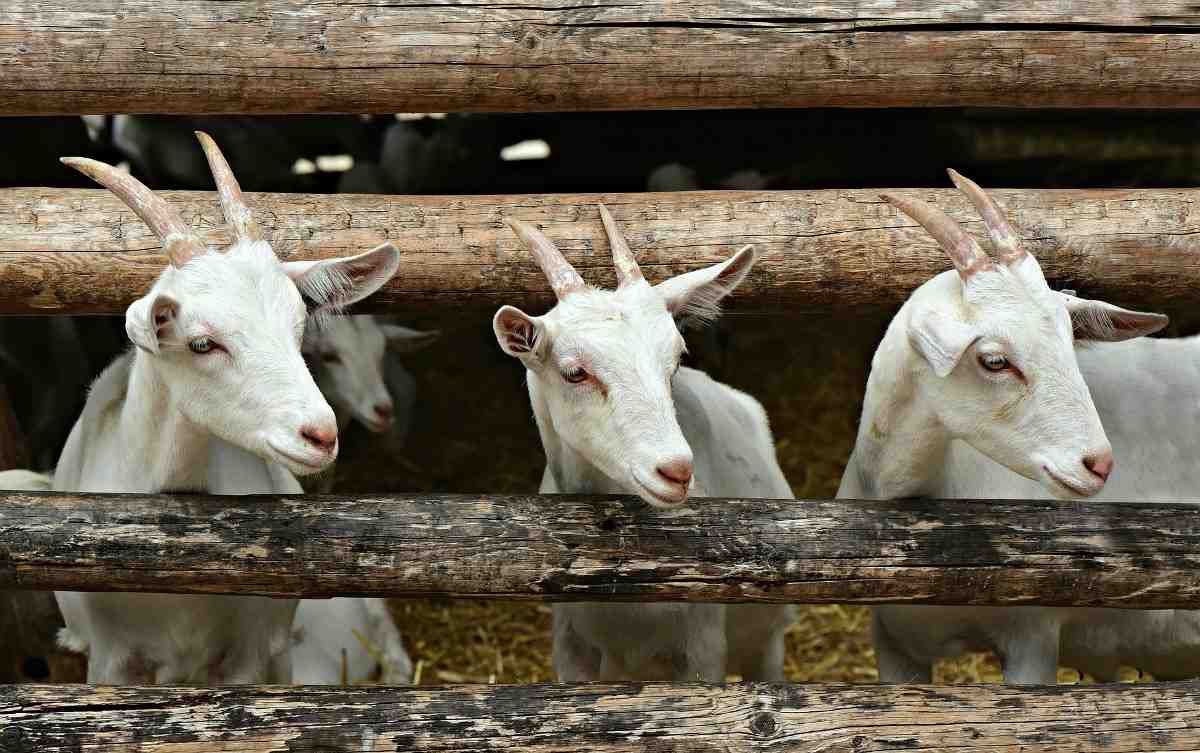 goat farming business plan in philippines