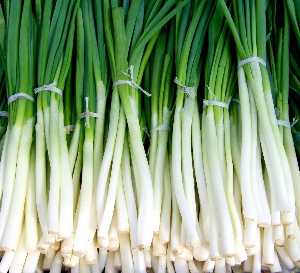 When to Harvest Spring Onions