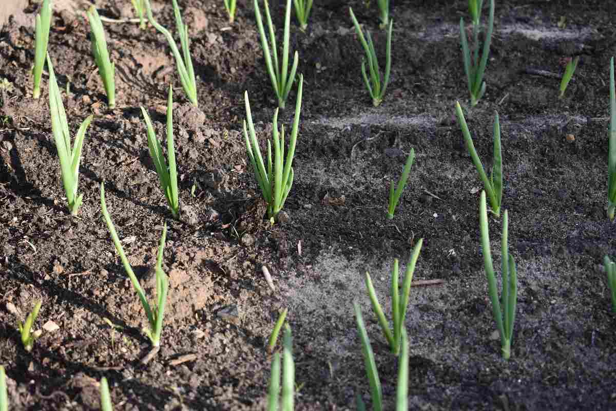 Growing Spring Onions