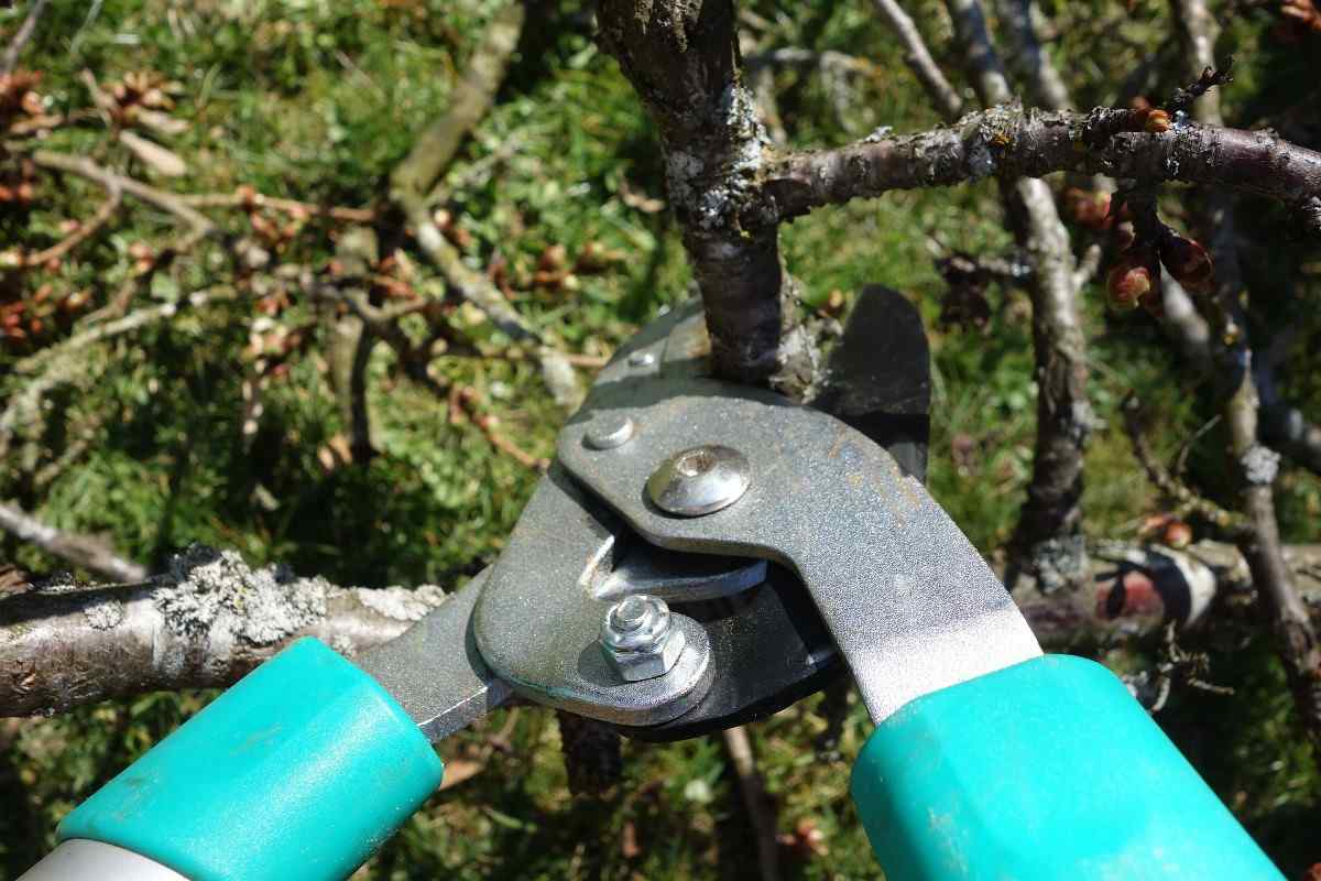 Guide to Pruning in Agriculture