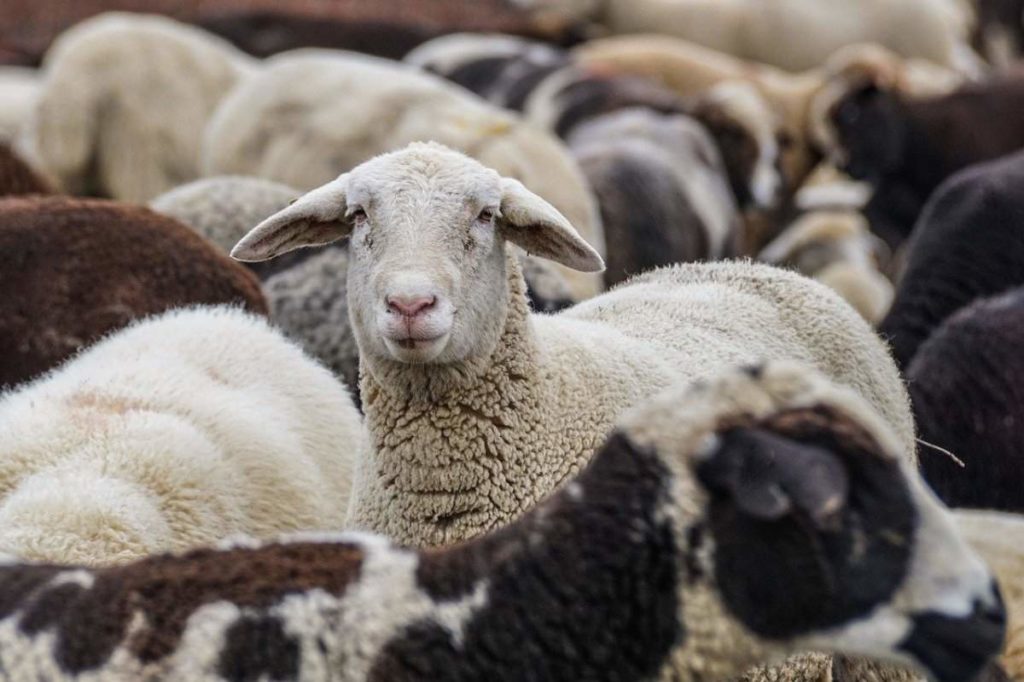 Sheep Farming In Australia - Sheep Breeds | Agri Farming
