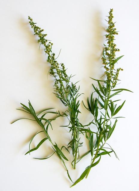 When and How to Harvest Tarragon