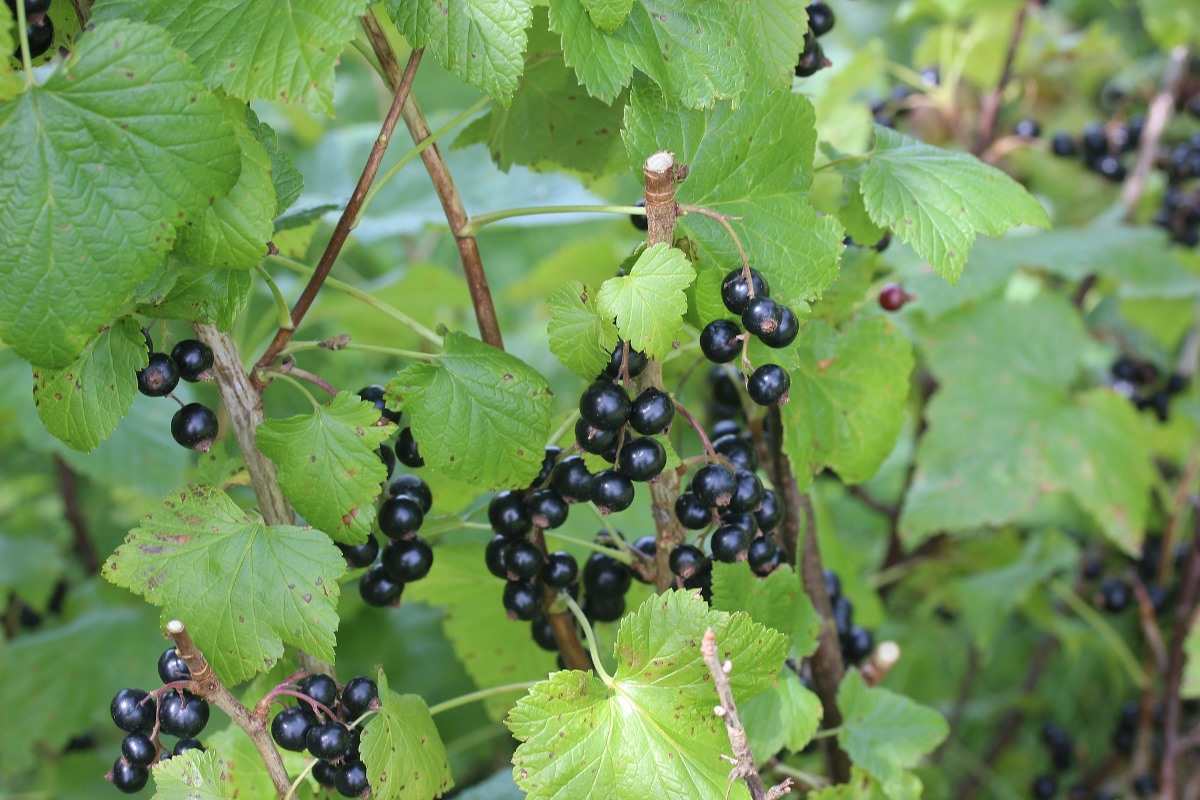 Growing Black Currant Berries