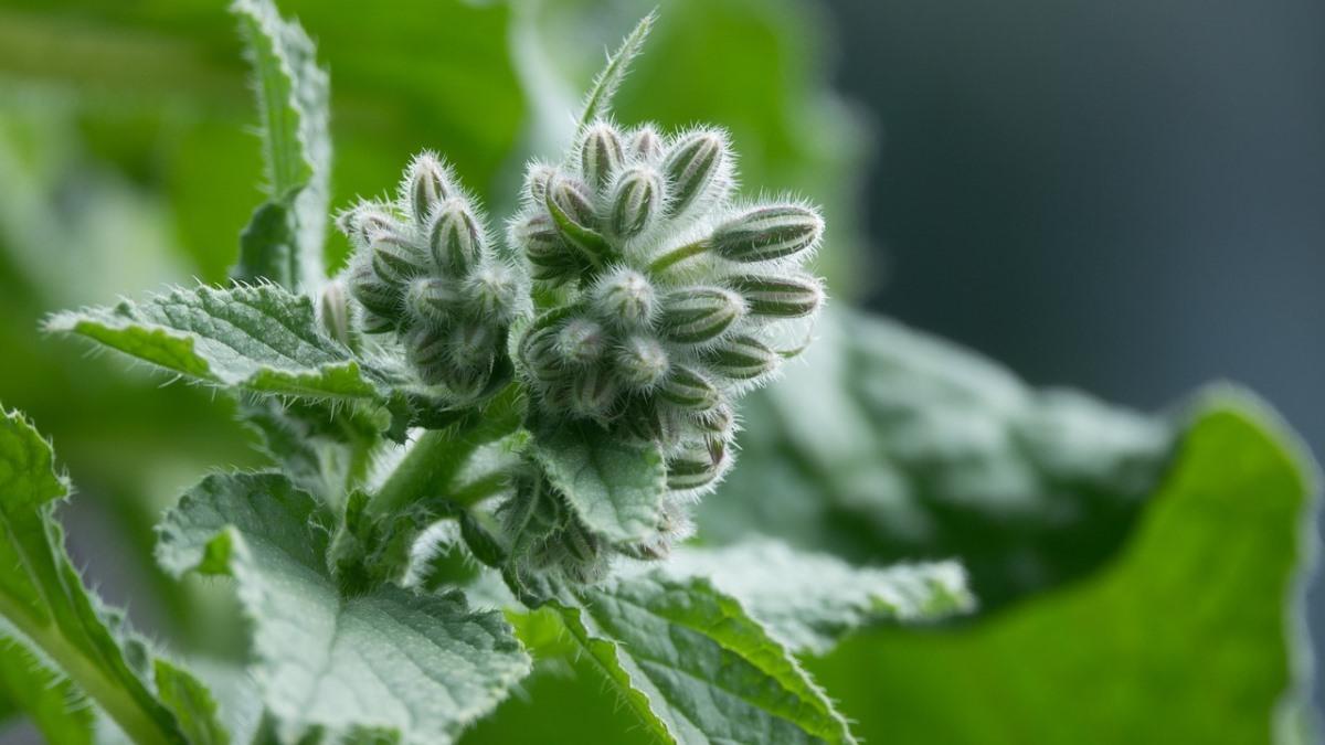 Conditions for Growing Borage Plants