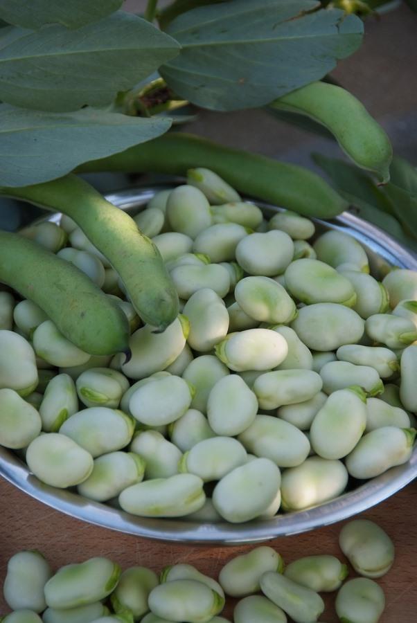 Questions about Growing Broad Beans