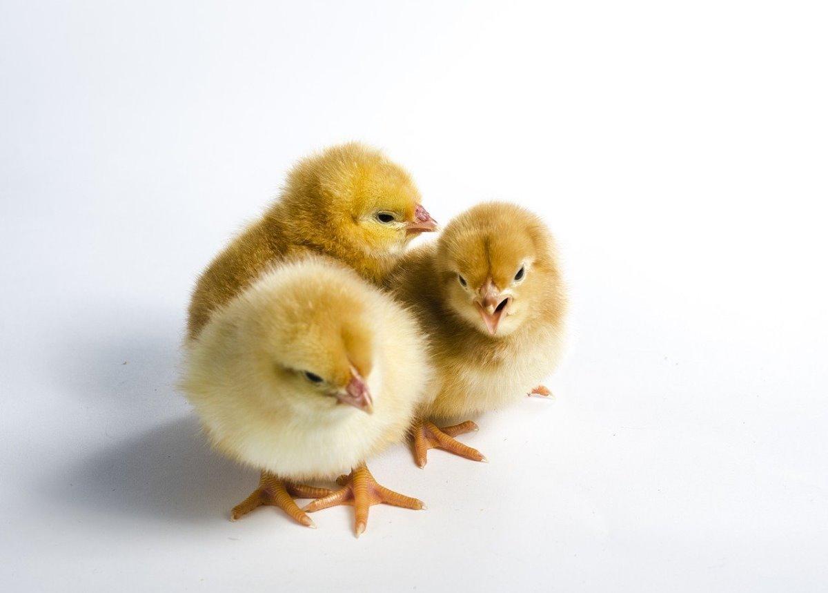 Poultry Management Practices