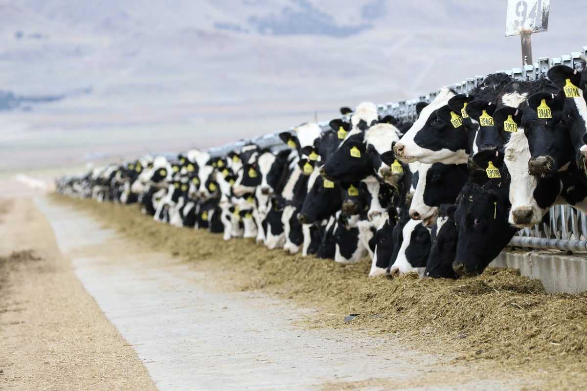 Dairy Farming in Canada