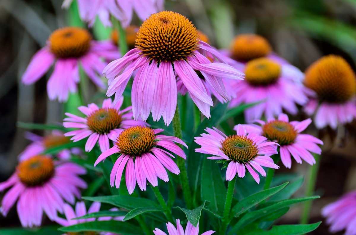 Planting Guide to Growing Coneflowers from Seed