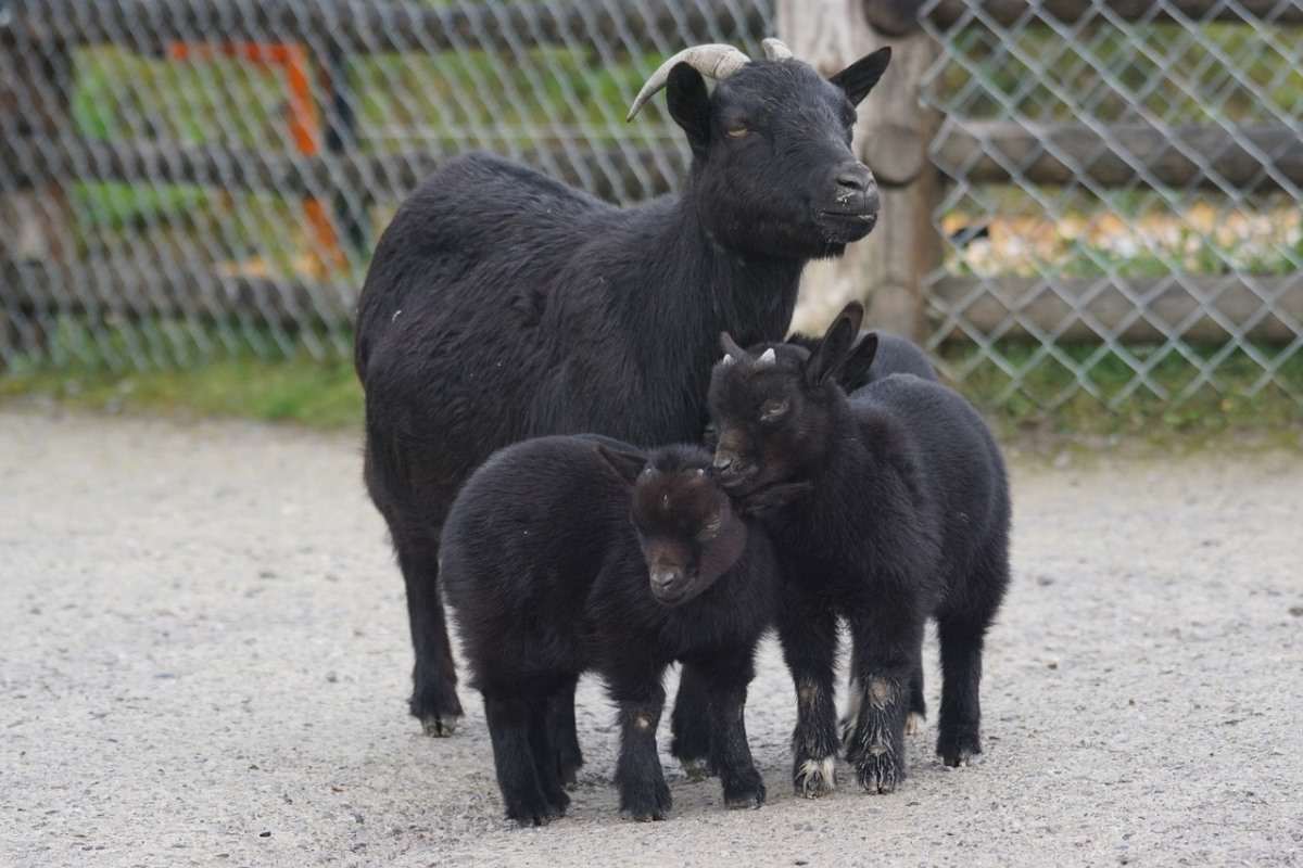 Dwarf Goats 