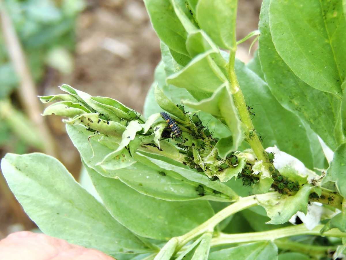 Pests and Diseases Management in Growing Broad Beans