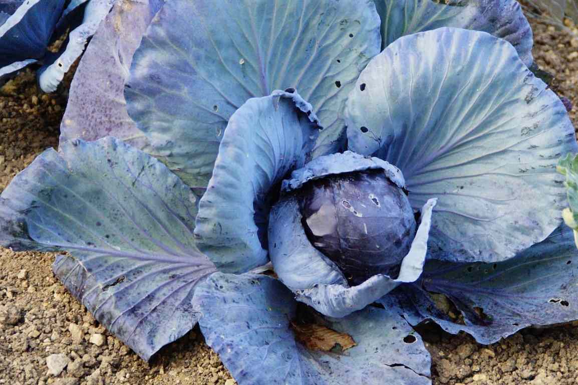 Planting Guide to Growing Red Cabbage 