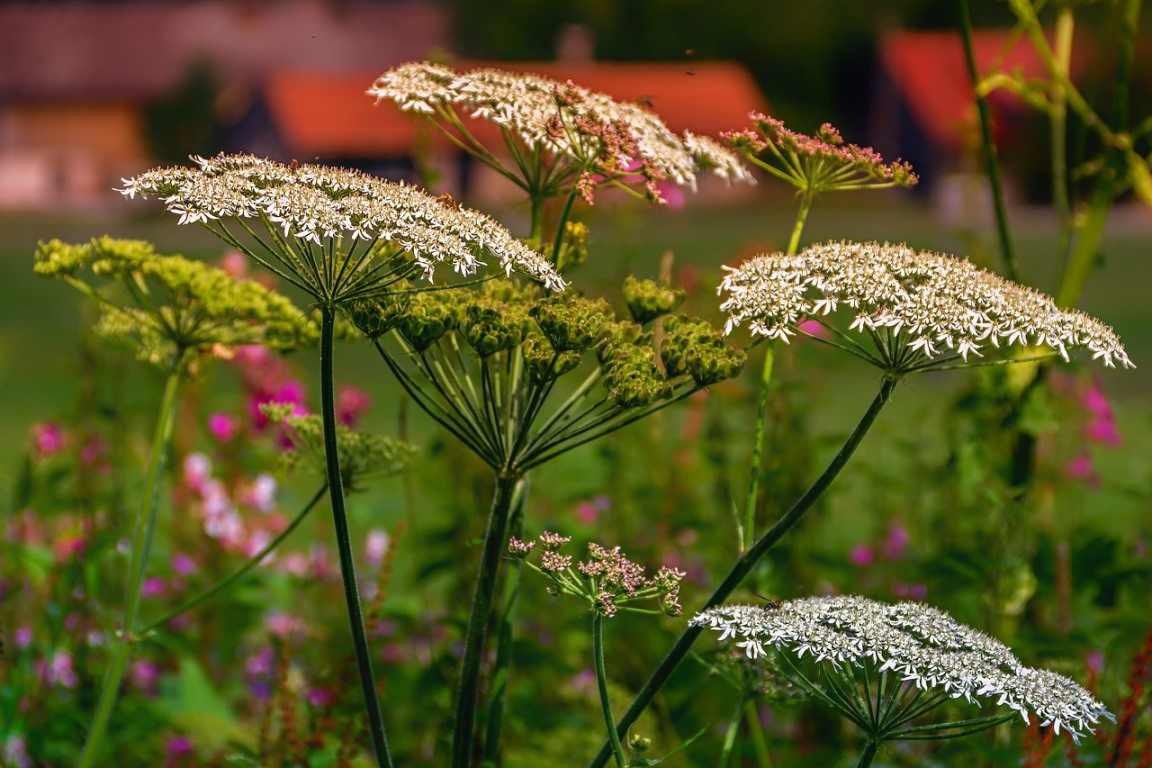 A Planting Guide for Growing Yarrow Plants