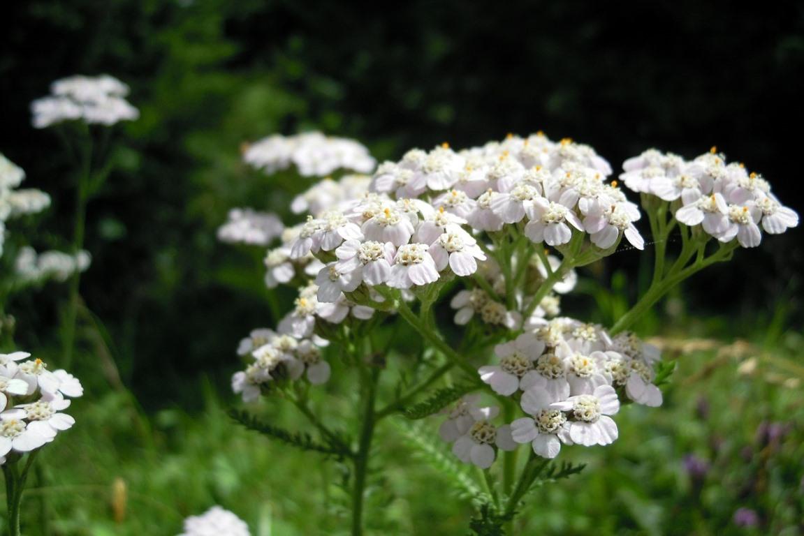 Growing Yarrow Plants - A Full Planting Guide