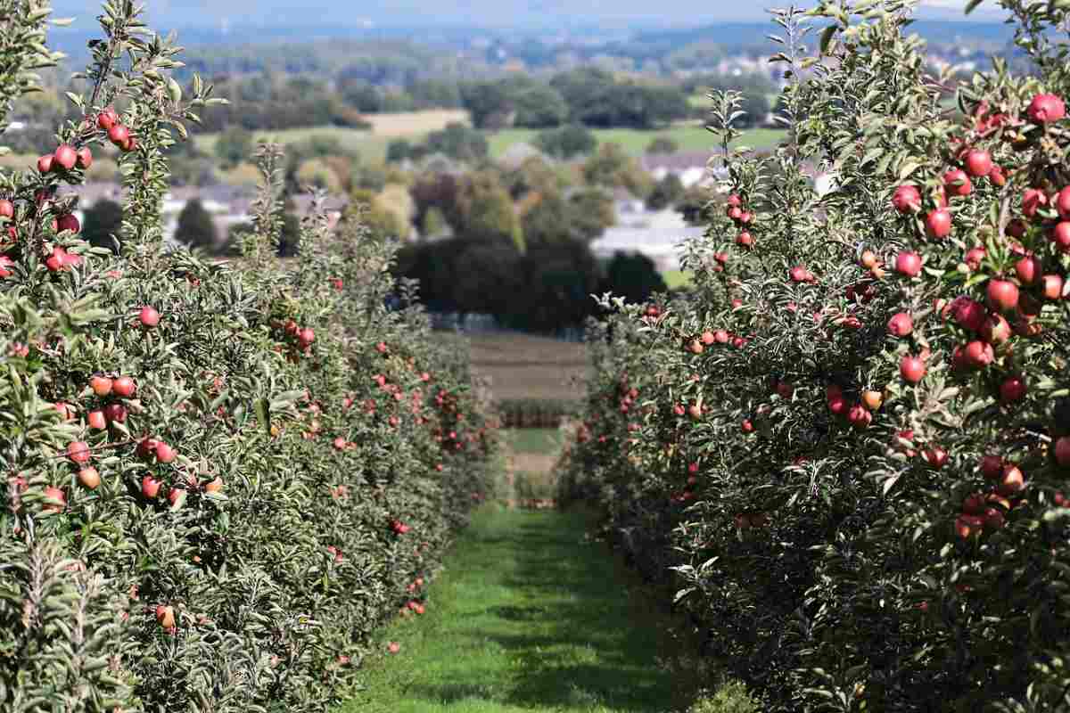 Apple Farming in Canada