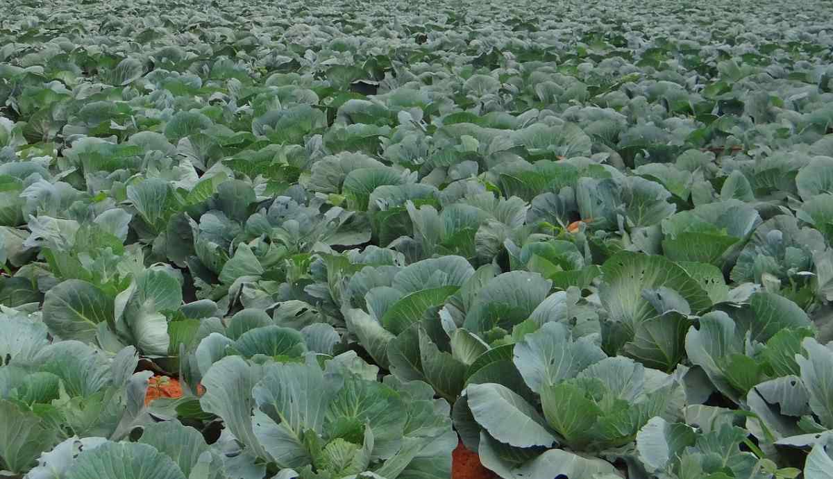 Cabbage Farming in New Zealand