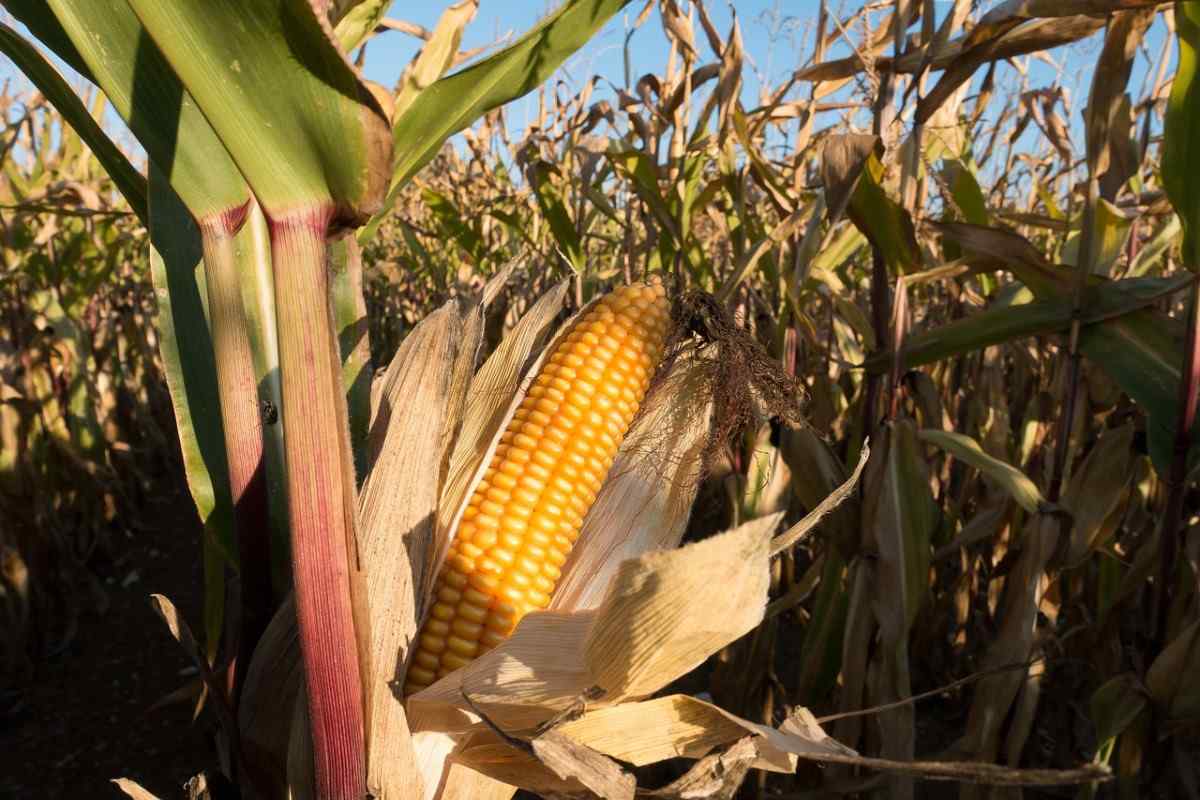 Corn Farming in the USA