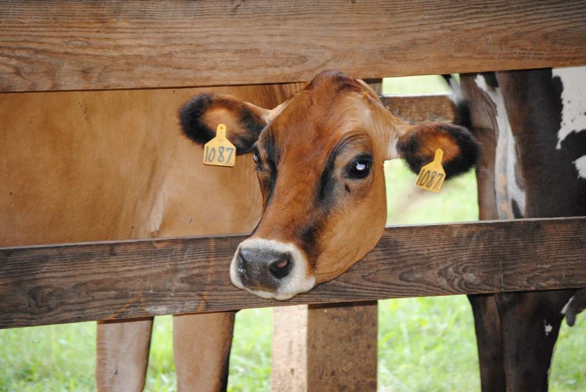 Jersey cow breed information