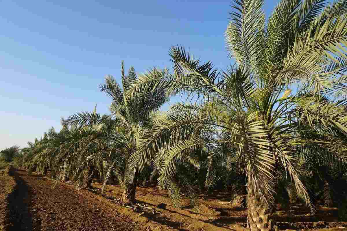 Date Palm Orchard in Rajasthan