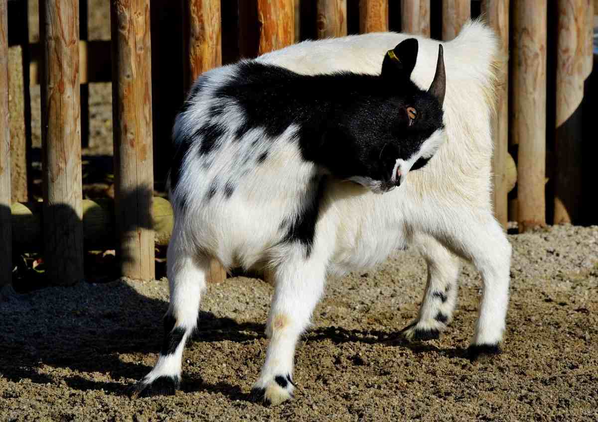 Dwarf Goat Farming in the USA