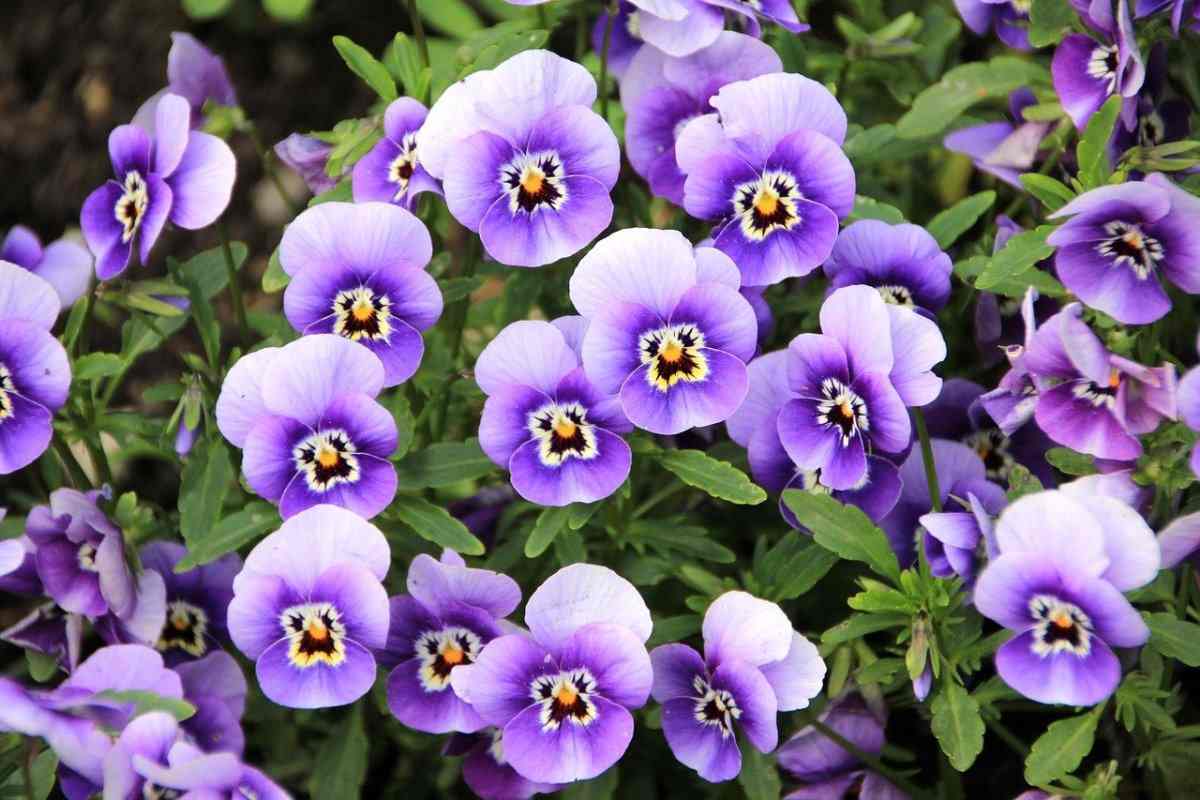 Pansy Flowers 