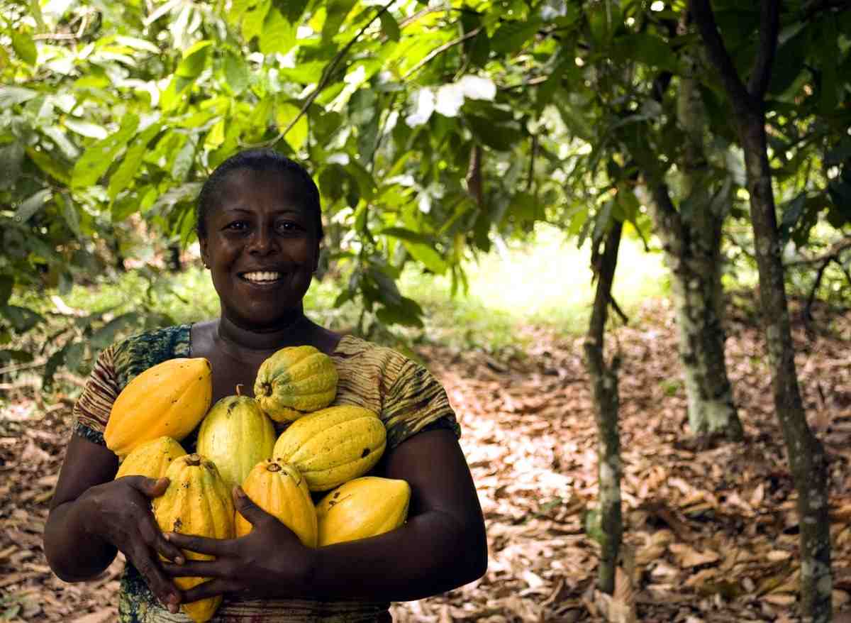 Cocoa Farming in Africa